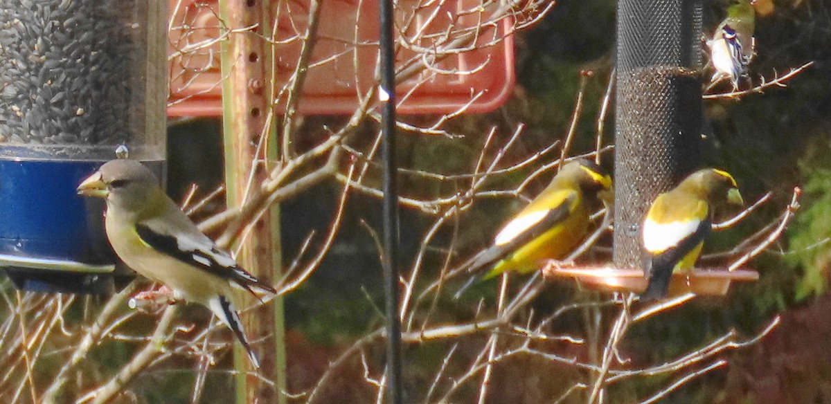 Evening Grosbeak - ML644375666