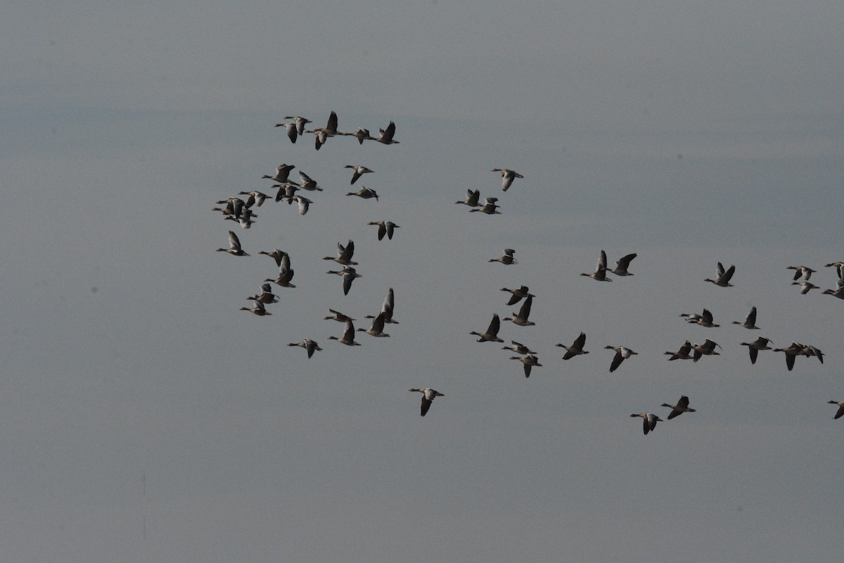 Серый гусь - ML644375670