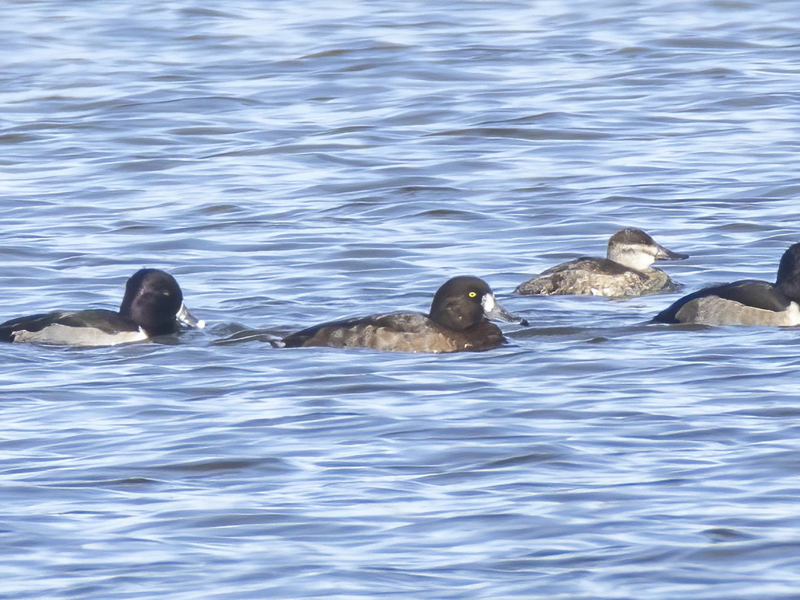 Greater Scaup - ML644375682