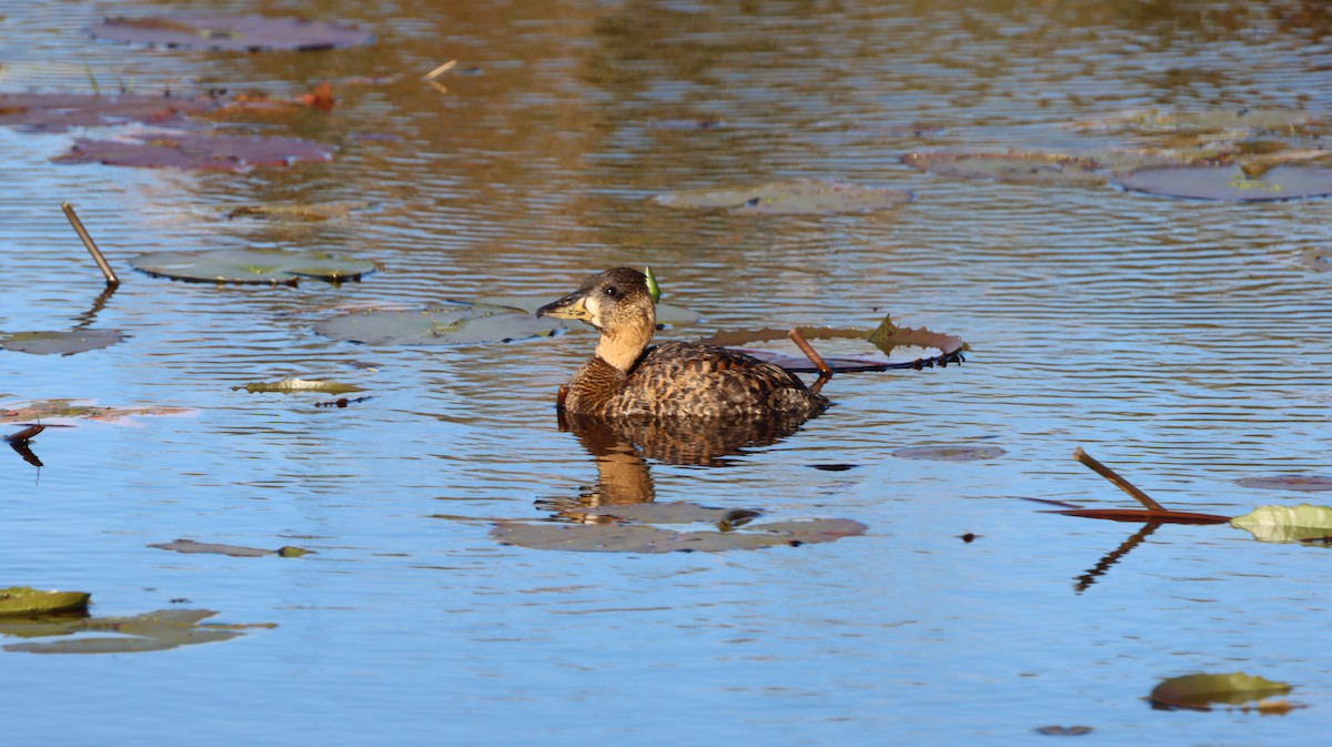 Pato Dorsiblanco - ML644375684