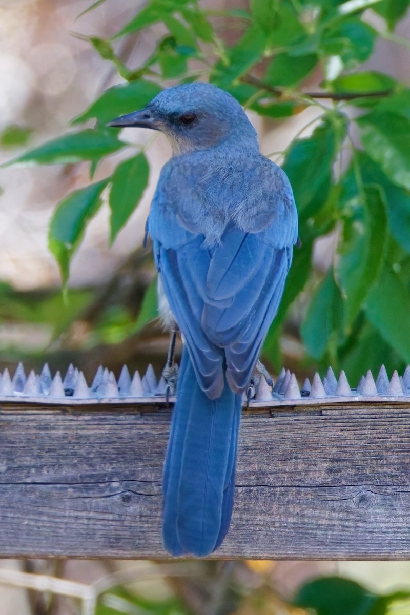 mexicoskrike - ML644375693