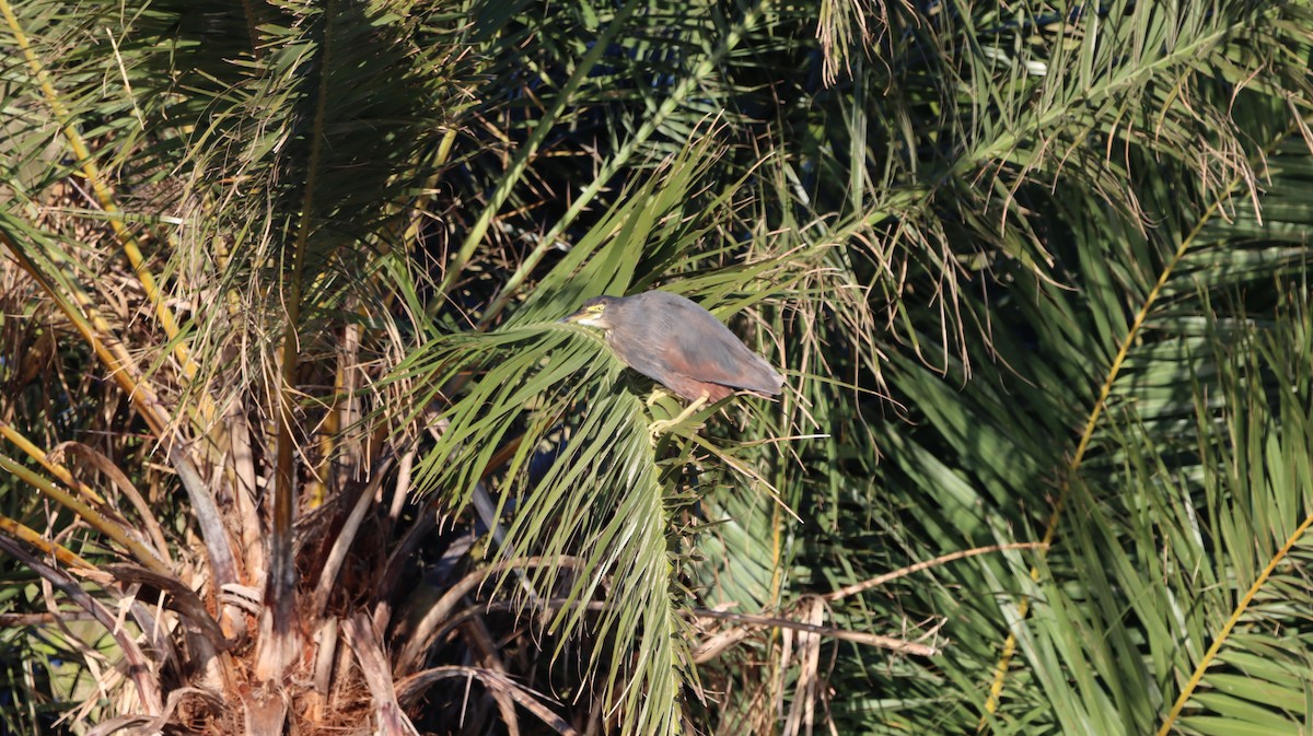 Rufous-bellied Heron - ML644375698