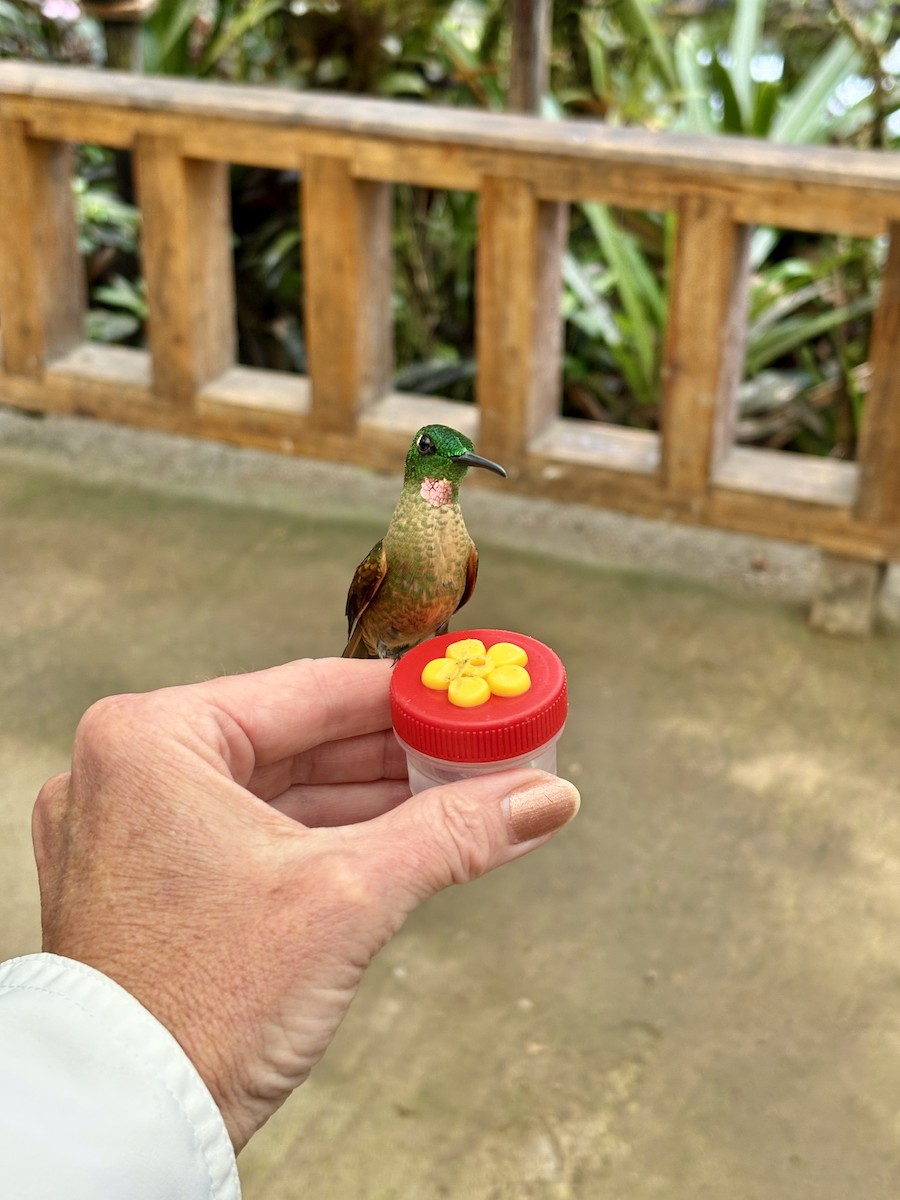 Fawn-breasted Brilliant - ML644375703