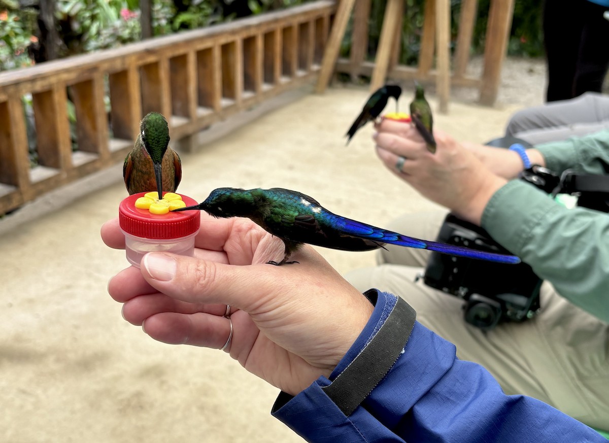 Violet-tailed Sylph - ML644375733