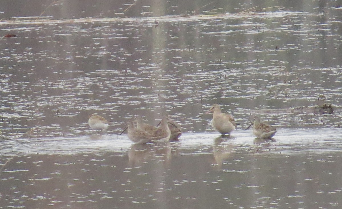 長嘴半蹼鷸 - ML644375751