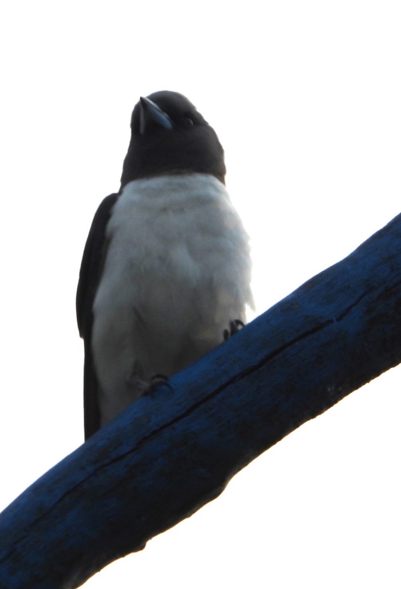 Weißbauch-Schwalbenstar - ML644375755