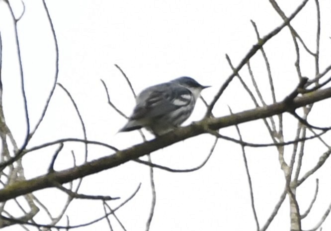 Cerulean Warbler - ML644375759