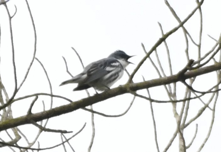 Cerulean Warbler - ML644375760