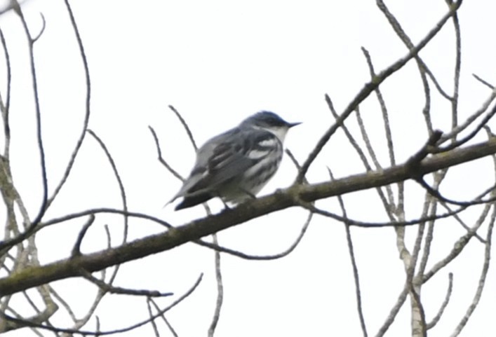 Cerulean Warbler - ML644375761