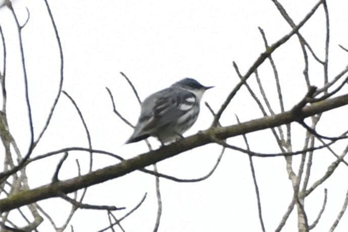 Cerulean Warbler - ML644375763