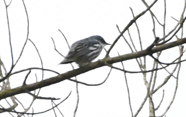 Cerulean Warbler - ML644375764