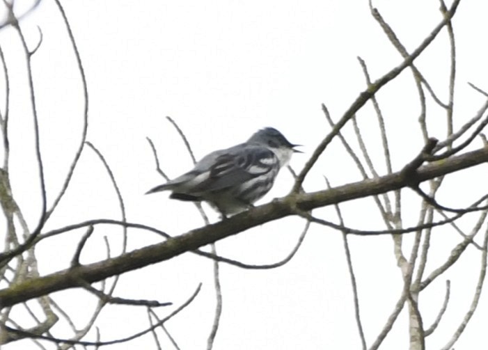 Cerulean Warbler - ML644375765