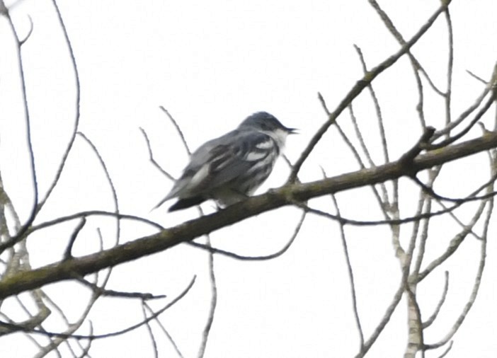 Cerulean Warbler - ML644375766