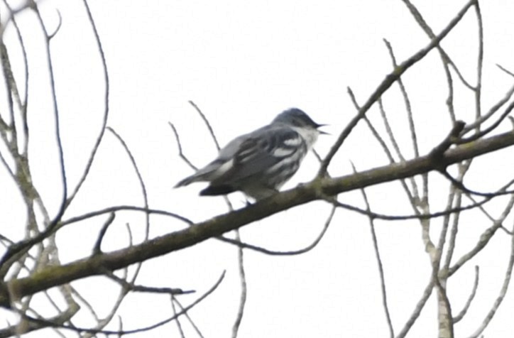 Cerulean Warbler - ML644375767