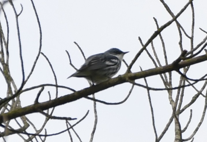 Cerulean Warbler - ML644375768