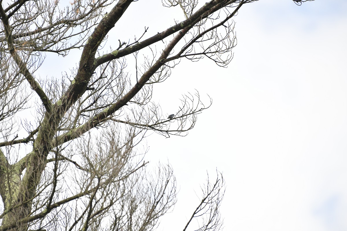 Cerulean Warbler - ML644375771