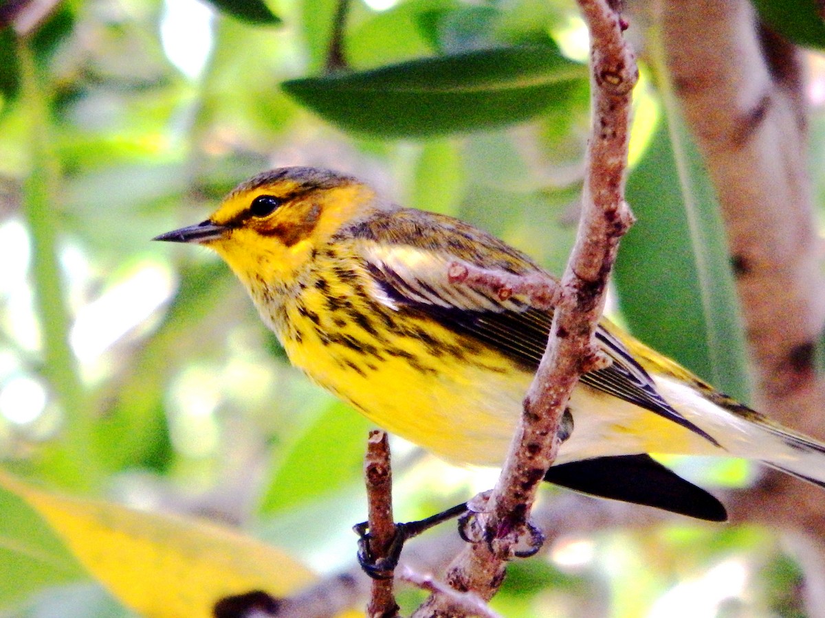 Cape May Warbler - ML644375785