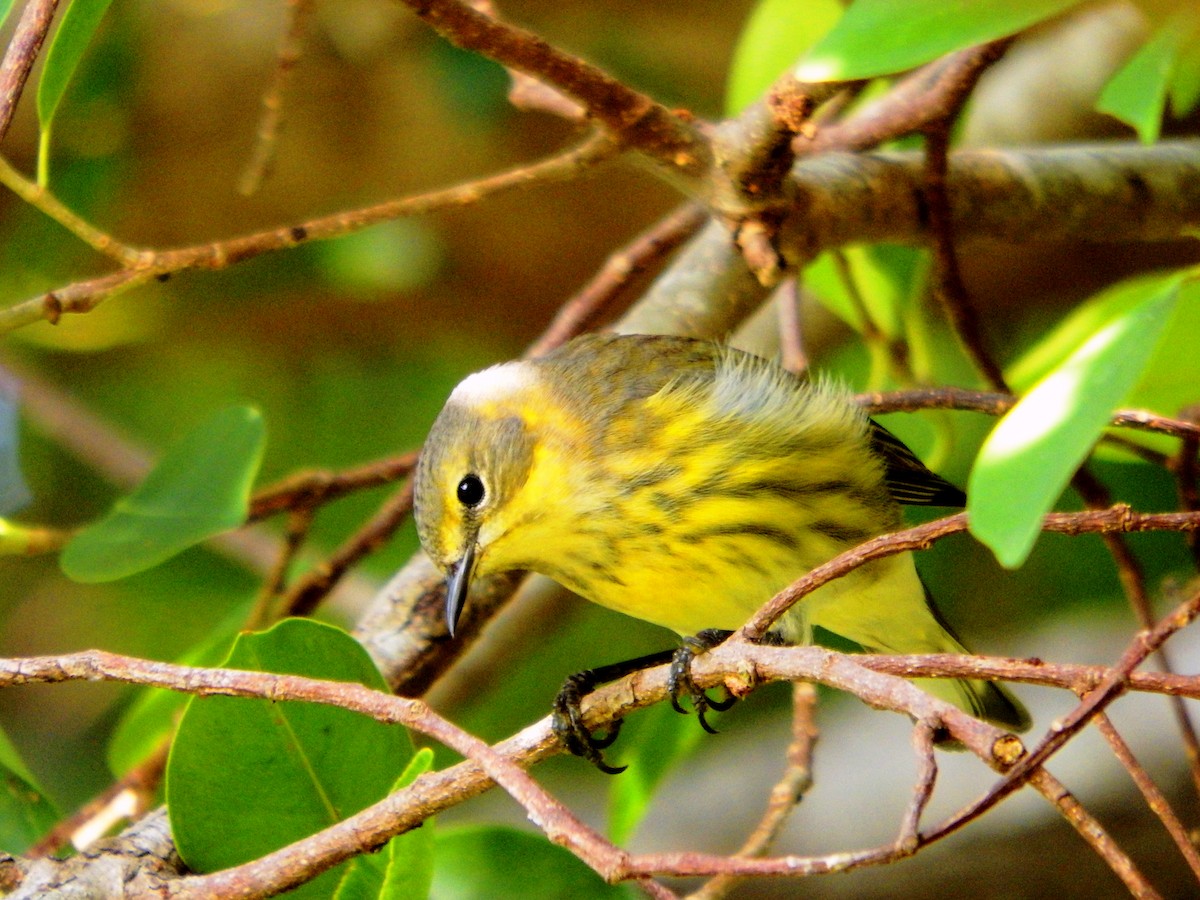 Cape May Warbler - ML644375786
