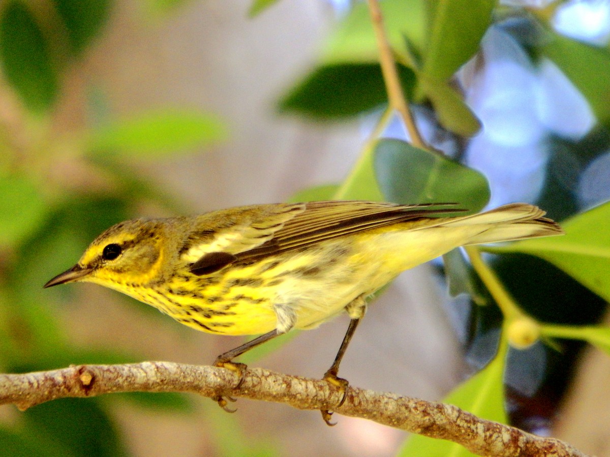 Cape May Warbler - ML644375789