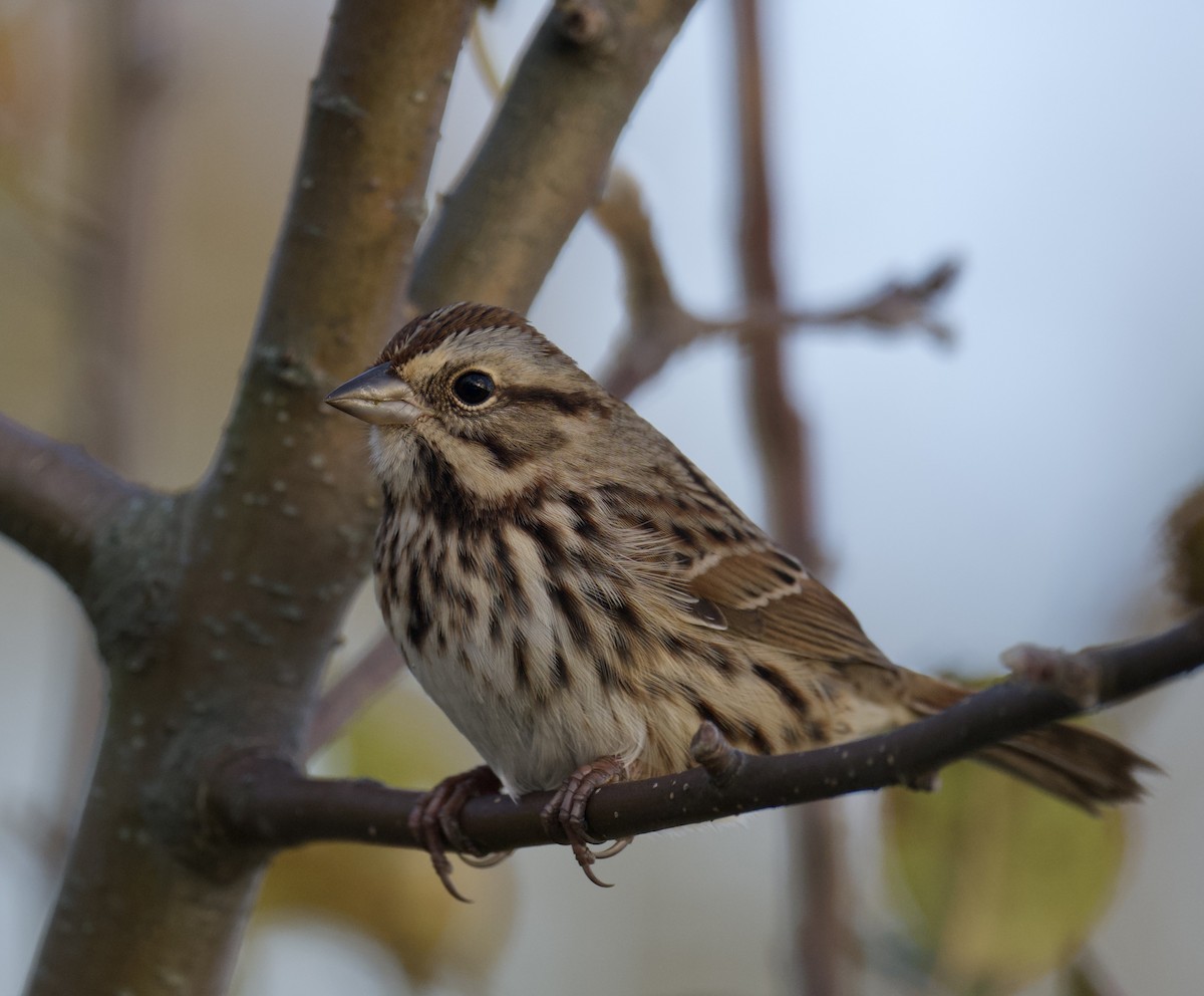 Song Sparrow - ML644375807