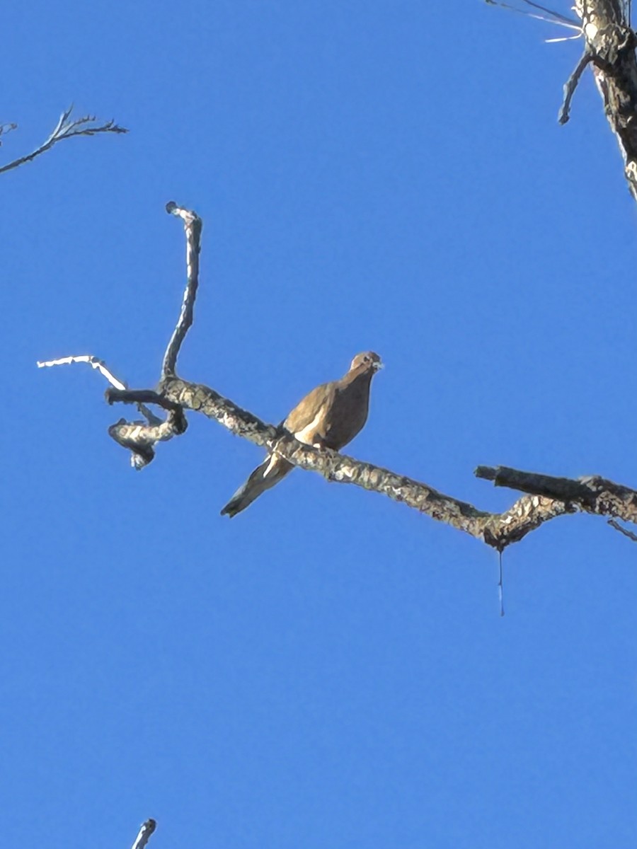 Zenaida Huilota - ML644375828