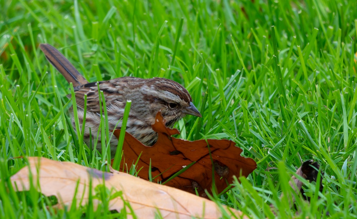 sangspurv - ML644375835