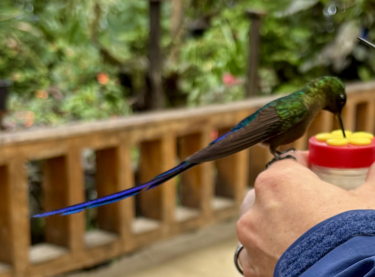 Violet-tailed Sylph - ML644375836