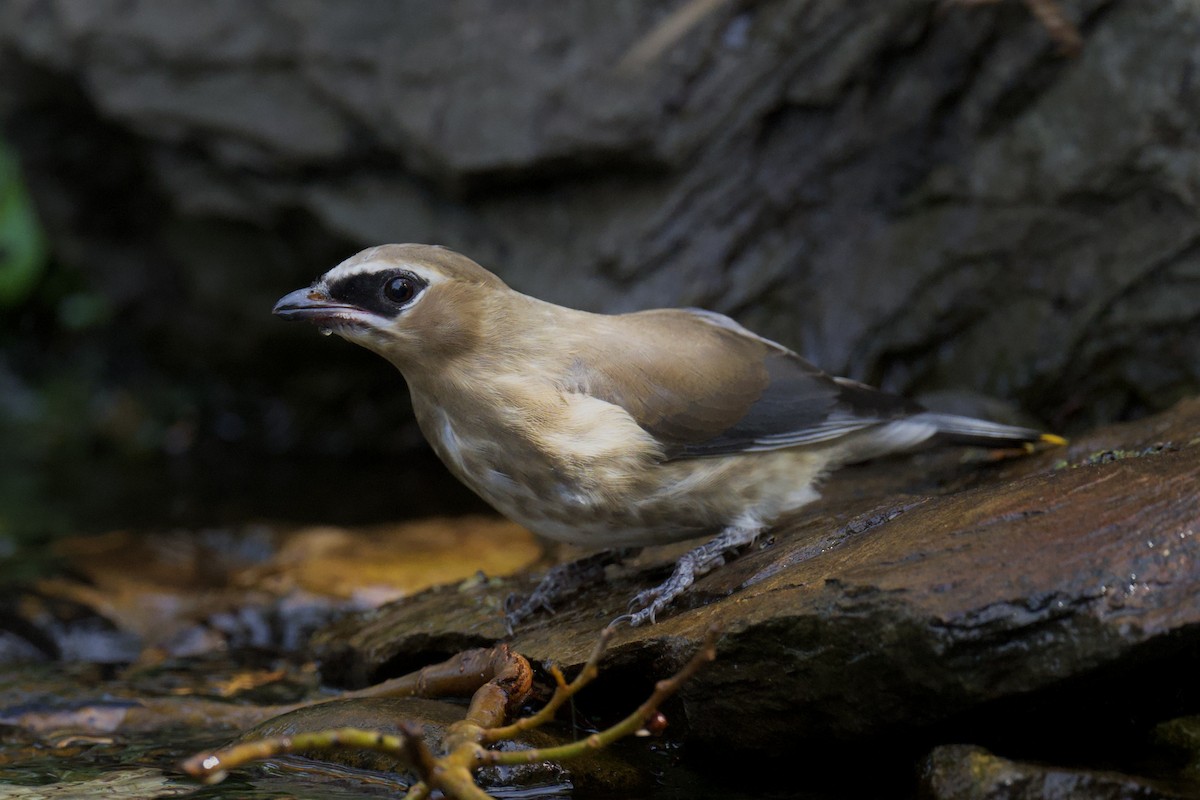 Buztanori amerikarra - ML644375843