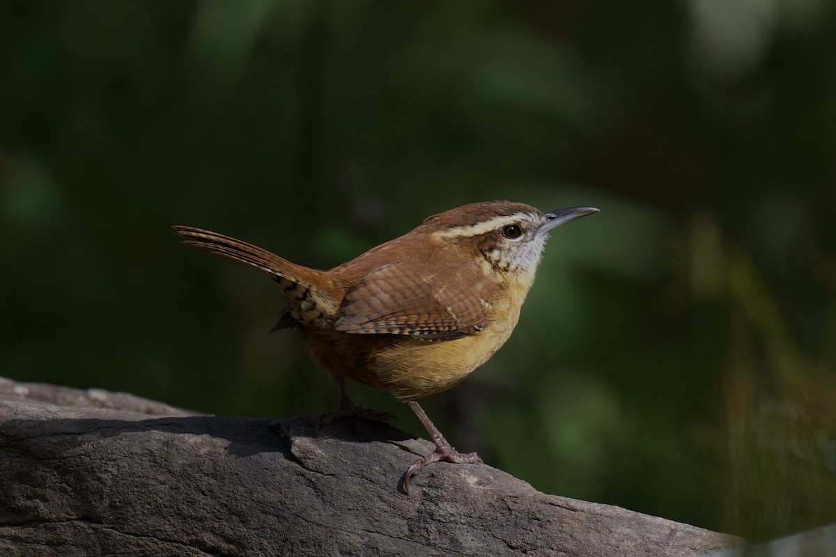 Carolina Wren - ML644375852