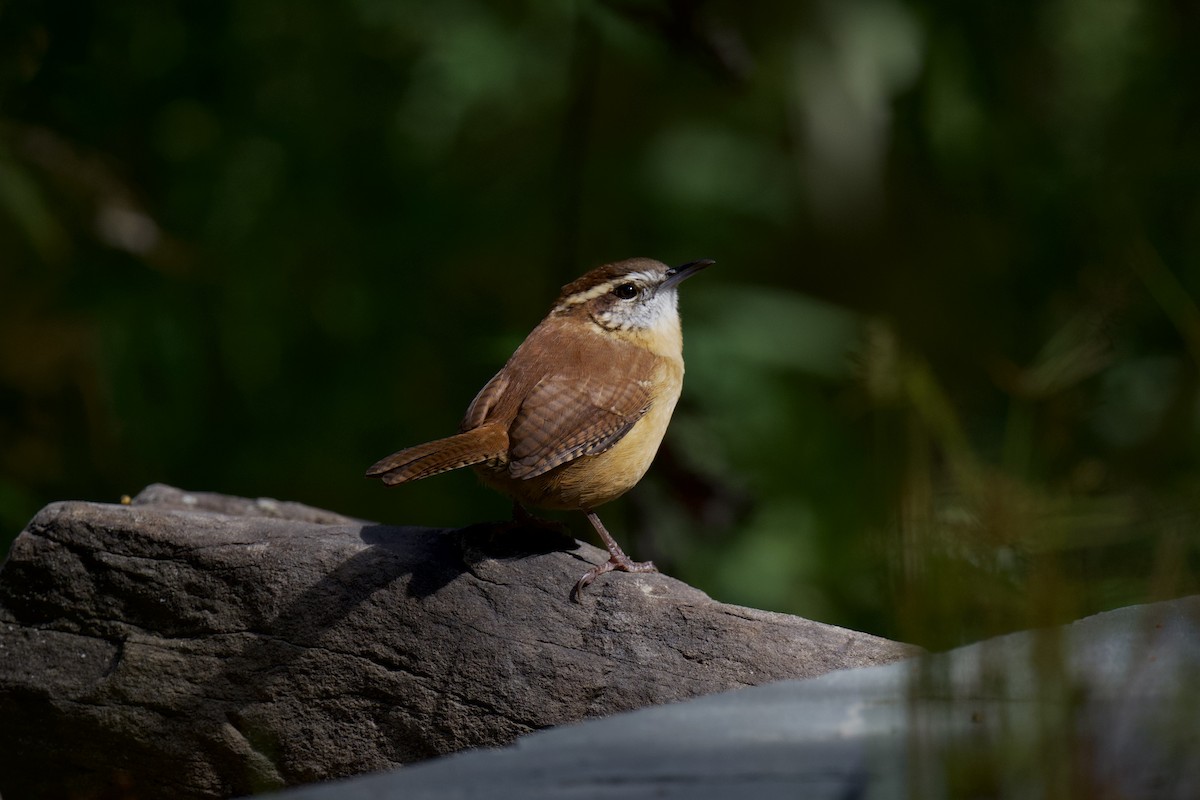 Carolina Wren - ML644375860