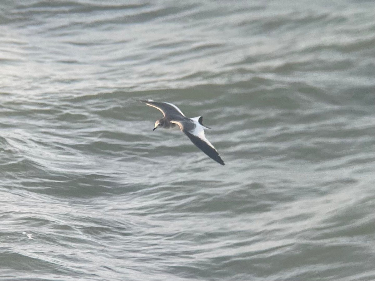 Sabine's Gull - ML644375879