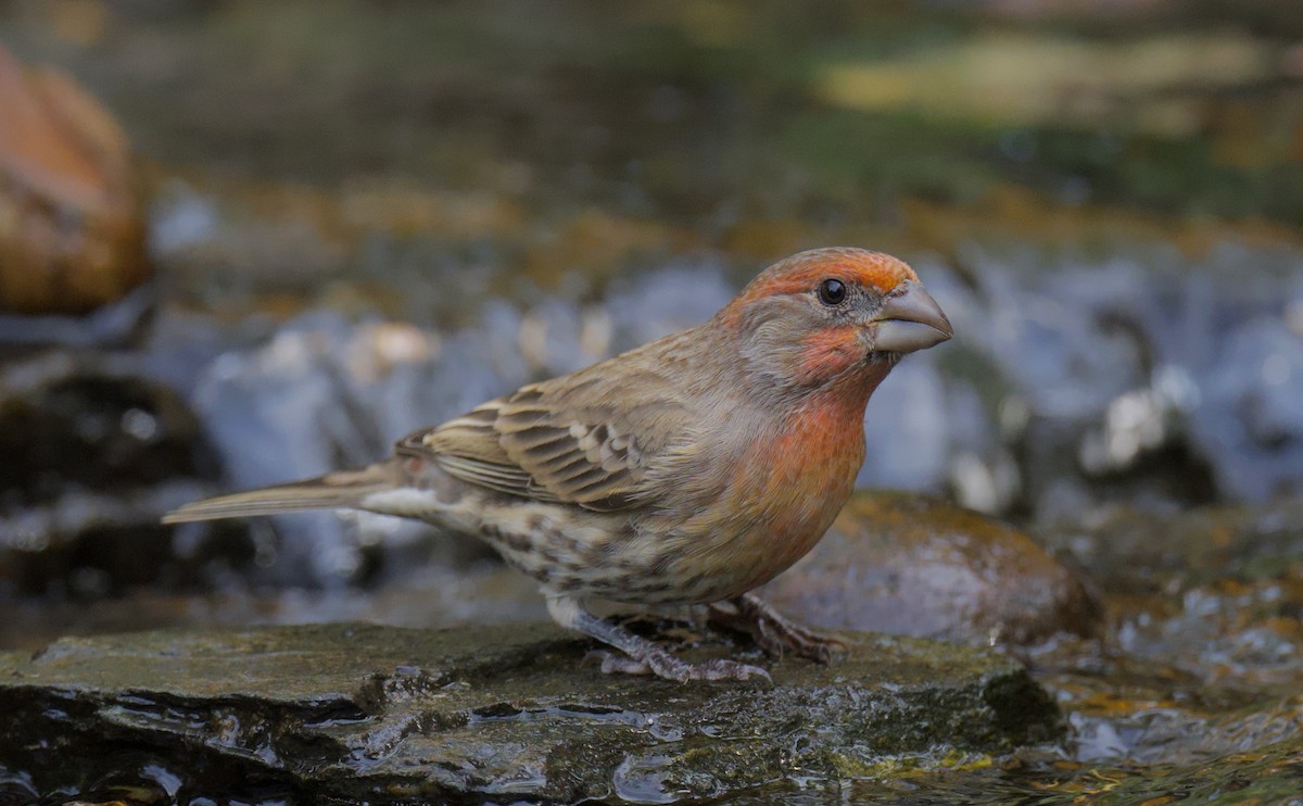 Burugorri arrunta - ML644375883