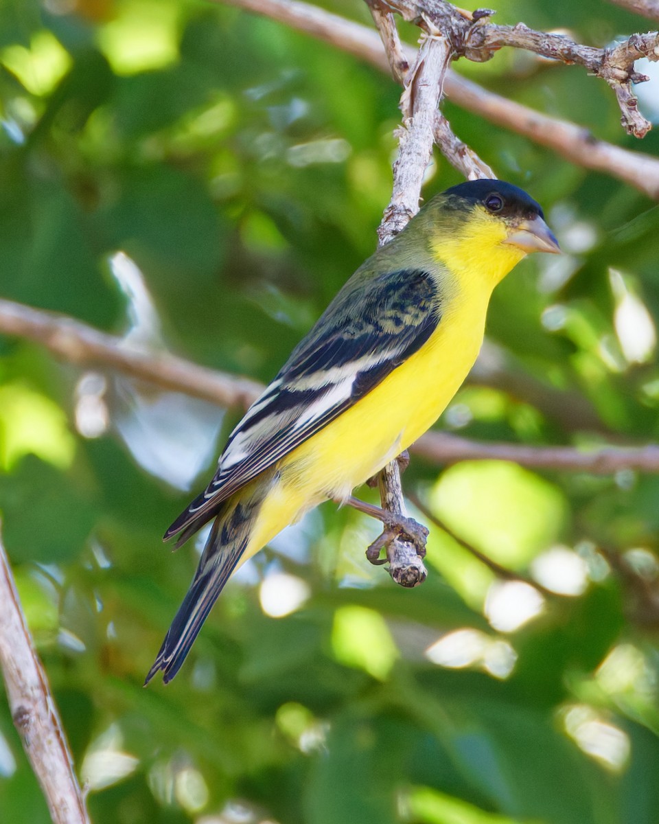 Lesser Goldfinch - ML644375889