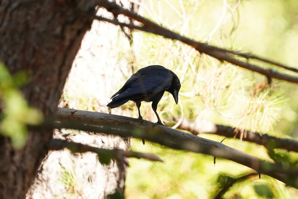 Carrion Crow - ML644375895