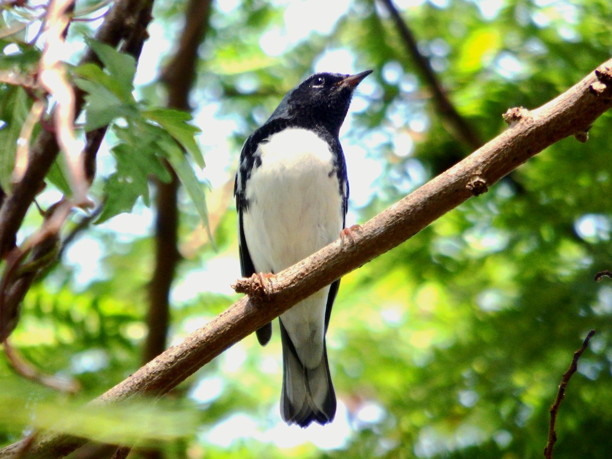 Black-throated Blue Warbler - ML644375898
