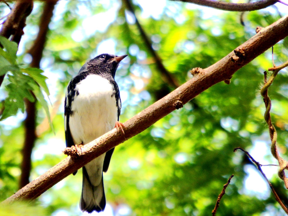 Black-throated Blue Warbler - ML644375899