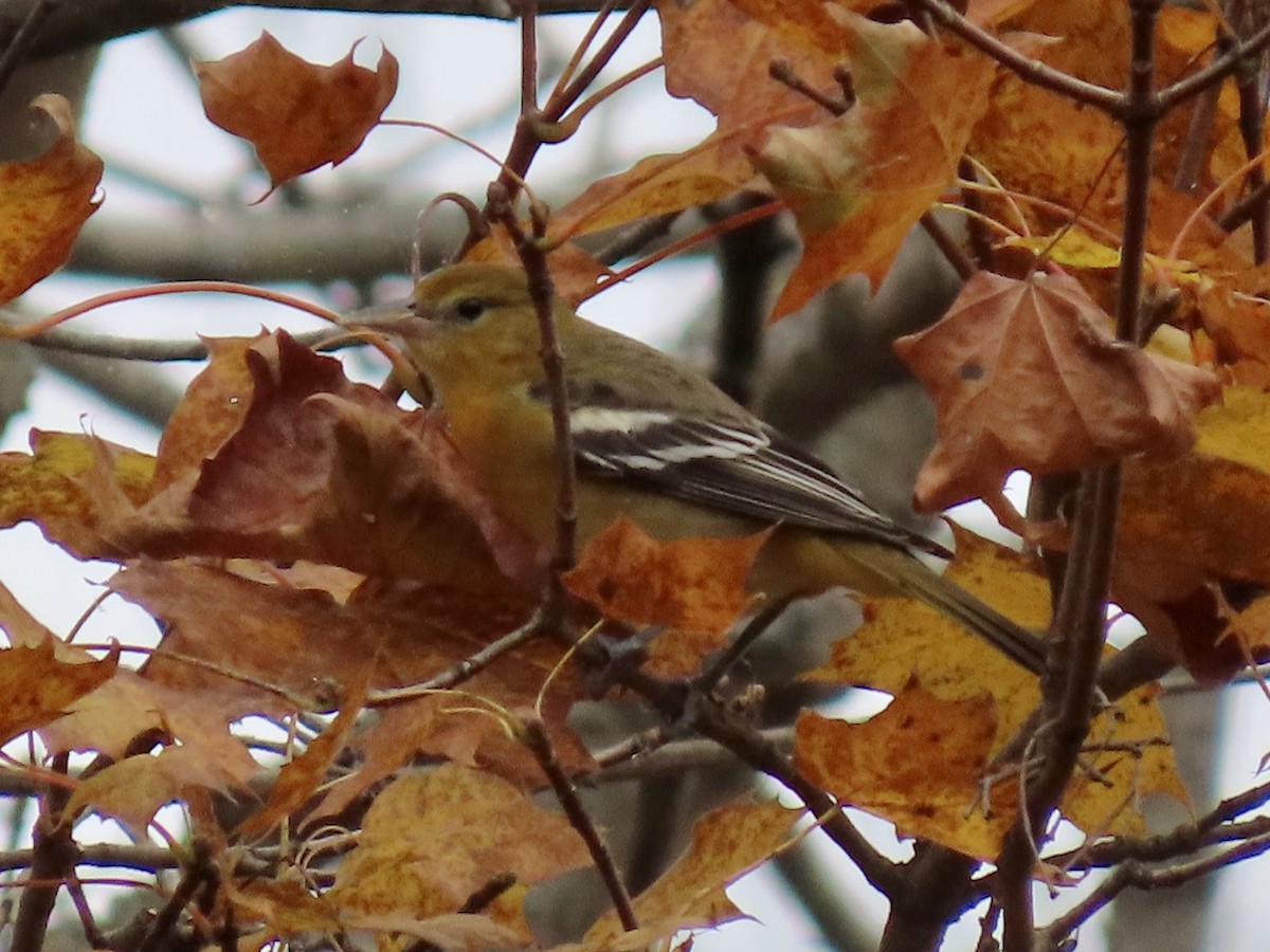 Baltimore Oriole - ML644375900