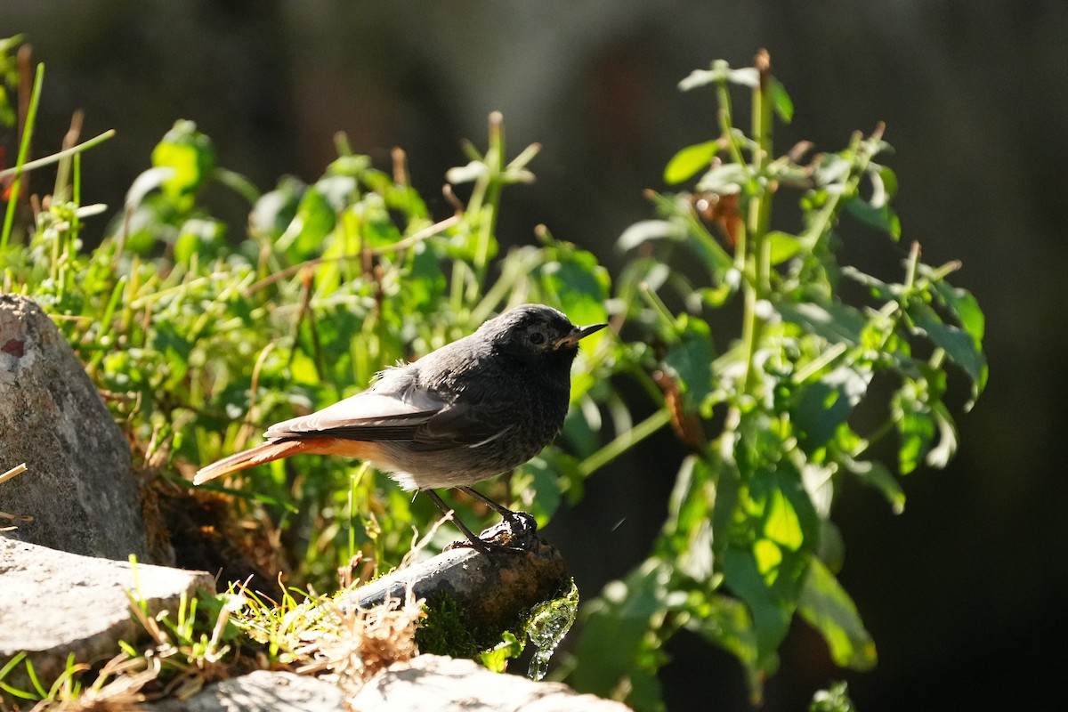 Black Redstart - ML644375908
