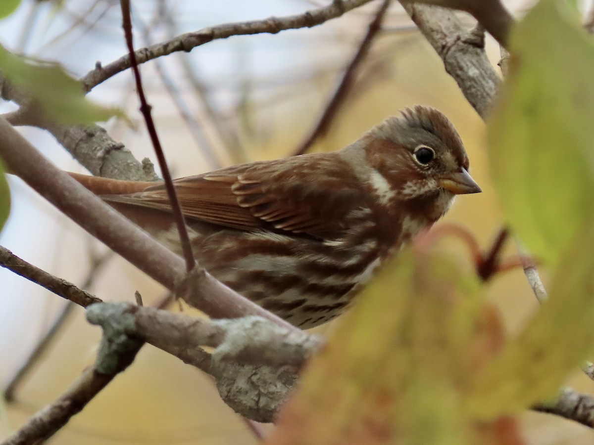 Passerella variabile - ML644375915