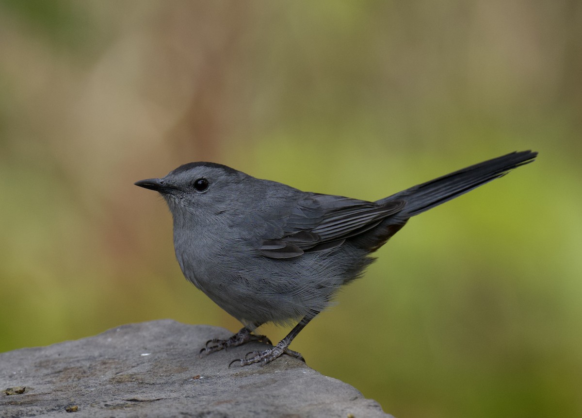 Miaulari grisa - ML644375932