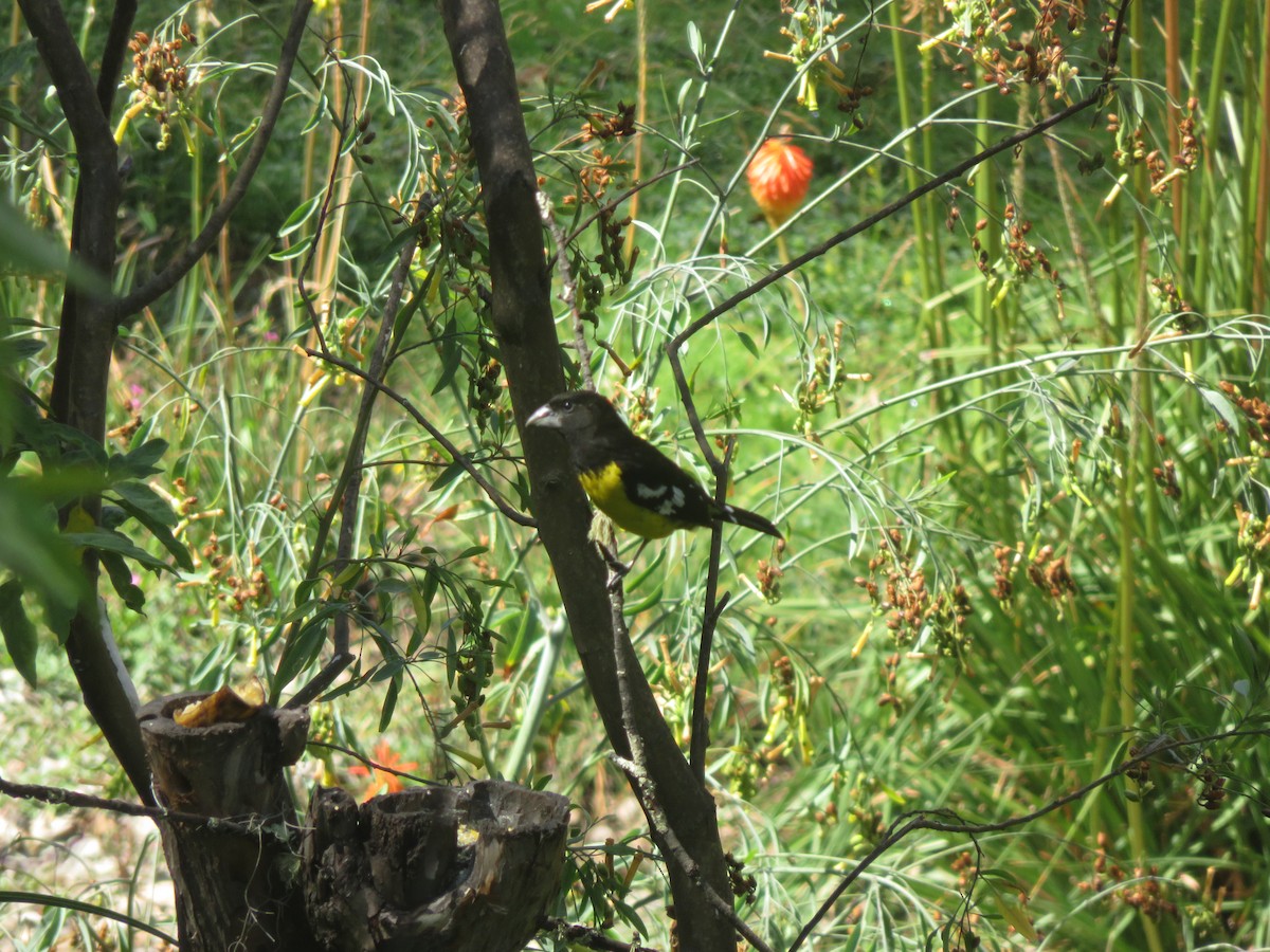 Black-backed Grosbeak - ML644375947