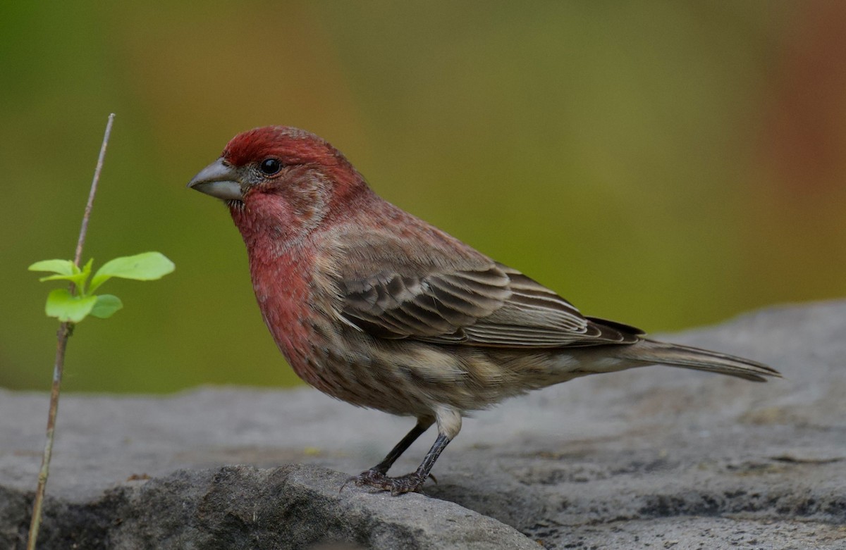 Burugorri arrunta - ML644375967