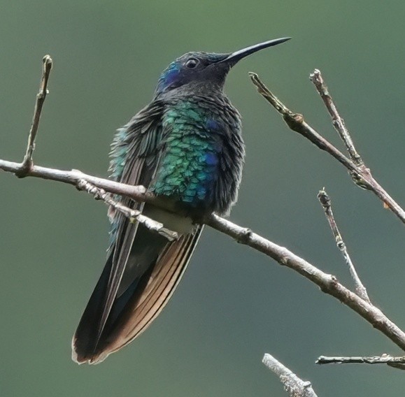 fiolørekolibri - ML644375968