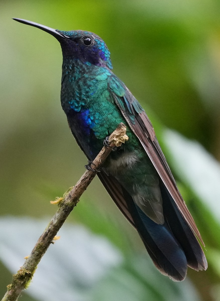 fiolørekolibri - ML644375969