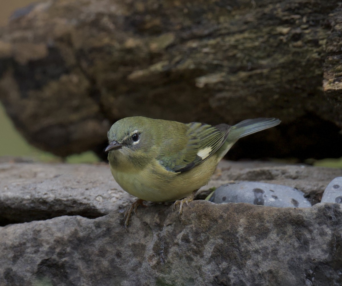 Black-throated Blue Warbler - ML644376000