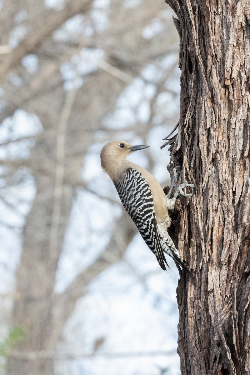 Pic des saguaros - ML644376018