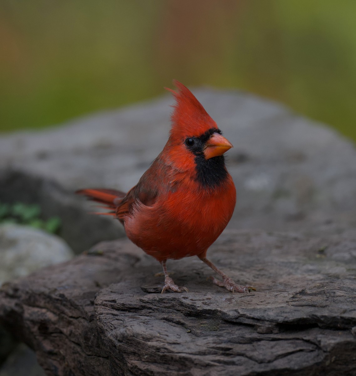 Kardinal arrunta - ML644376019