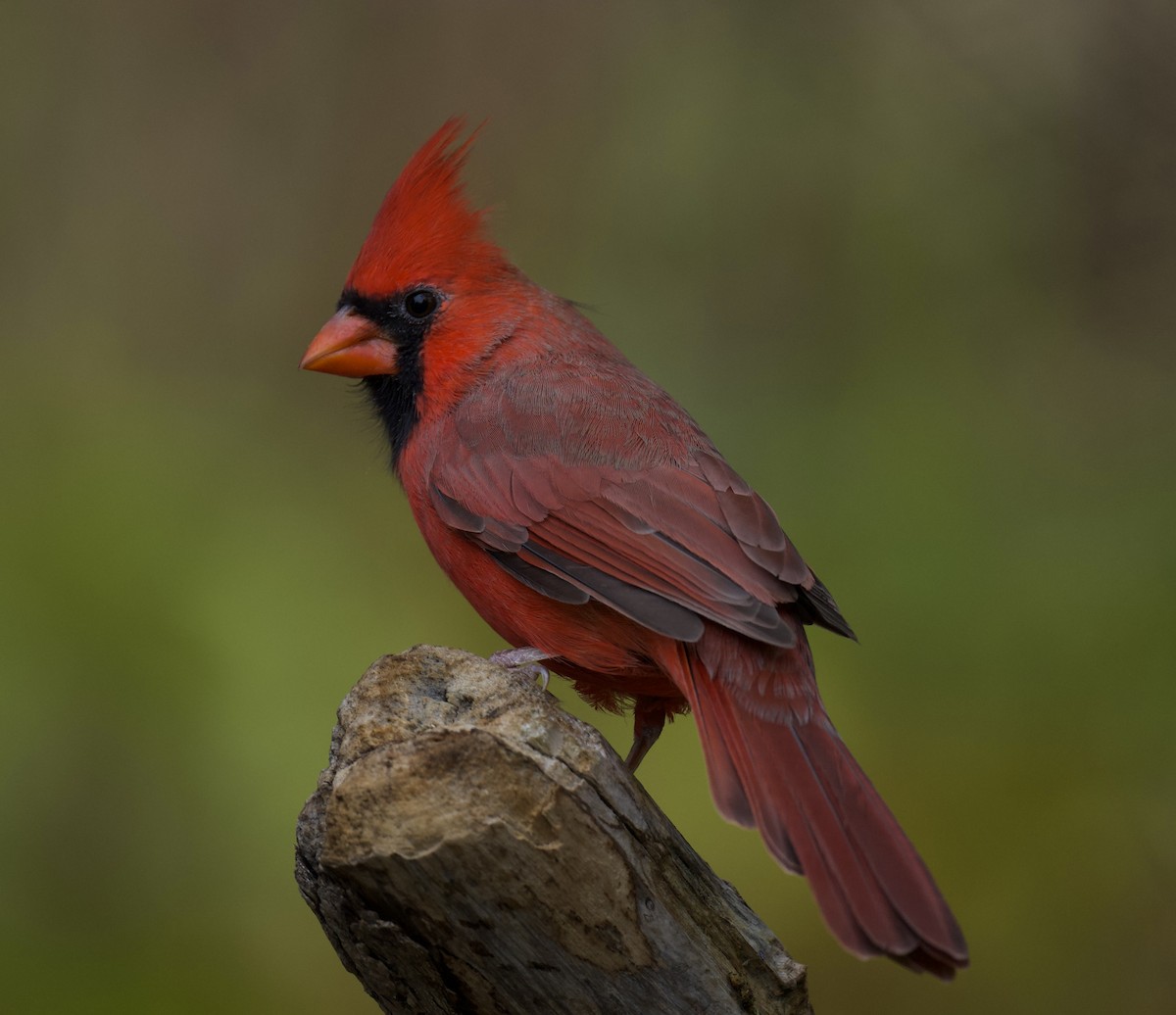 Kardinal arrunta - ML644376022