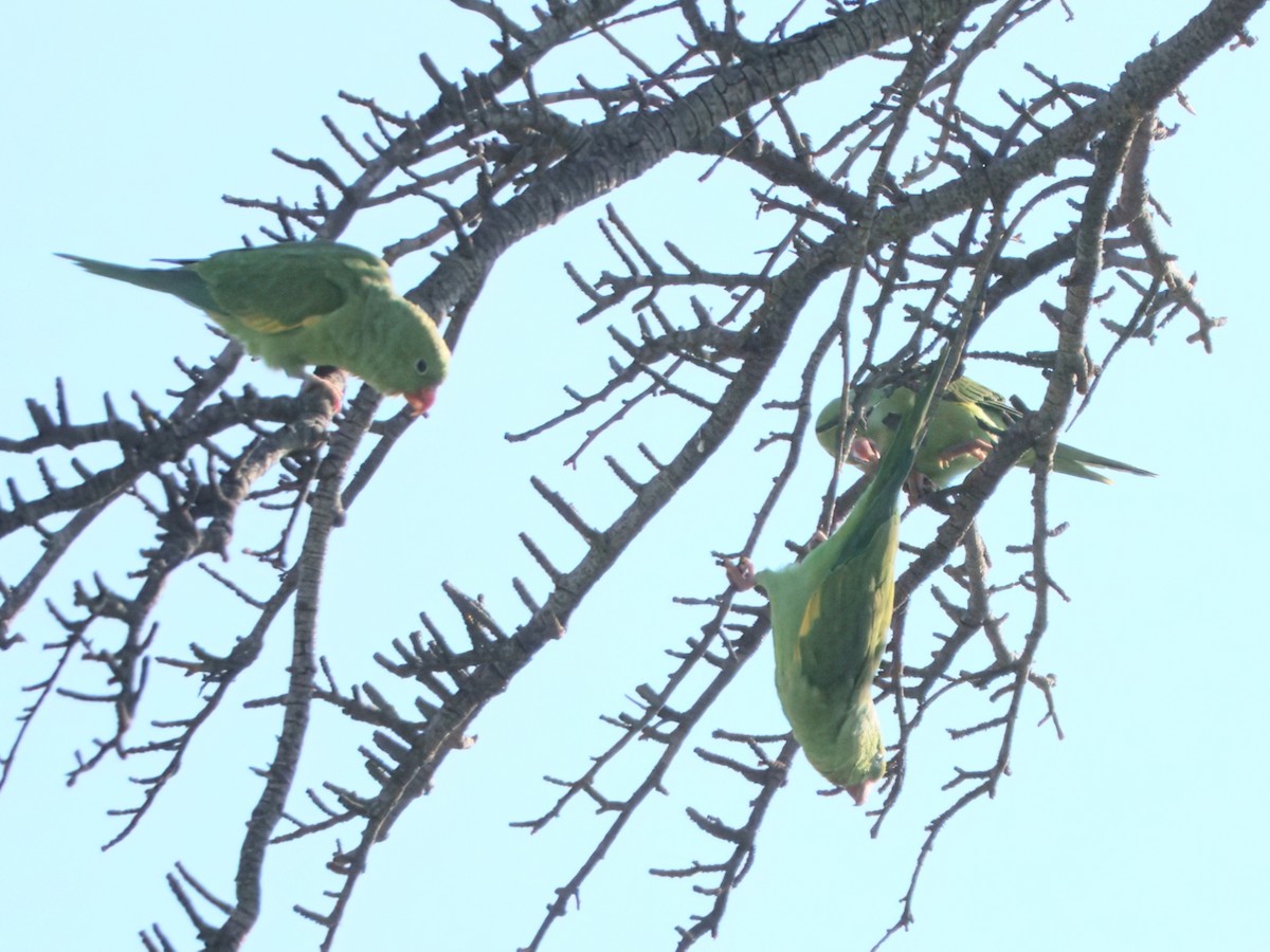 Yellow-chevroned Parakeet - ML644376024