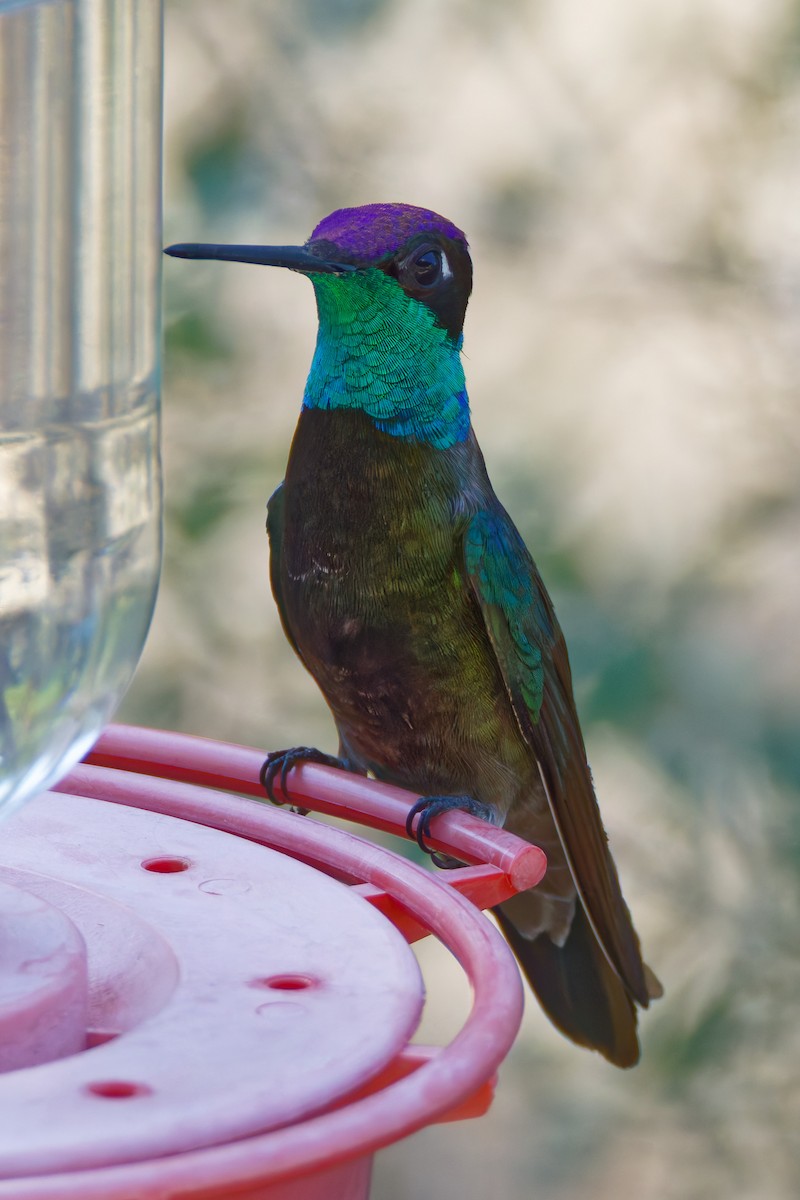 Rivoli's Hummingbird - ML644376029